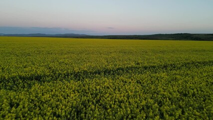 Short fly over a rapeseed yellow field. The drone footage was taken on 19th April 2025 near Oravita, Caras Severin county, Romania.
