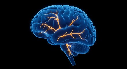 Human brain anatomy with arteries on black background, 3D illustration