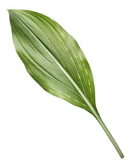 Wild Garlic Leaf on a Transparent Background, PNG File