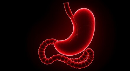 Obraz premium Medical Visualization of Human Stomach Anatomy with Red Color and Detailed Colon