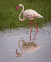 Solitary Flamingo