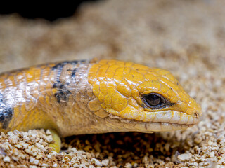 ピーターズバンデッドスキンク