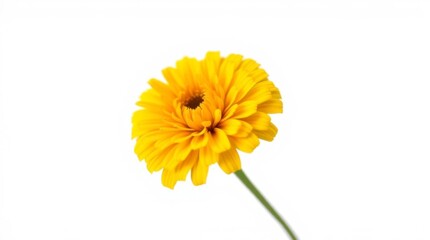 Vibrant yellow zinnia flower isolated on white background close up shot
