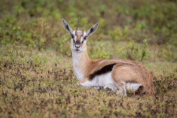 Thompson's Gazelle with One Horn