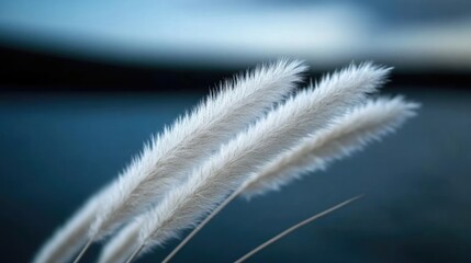 Soft white grasses swaying gently in the breeze against a blurred dark blue background