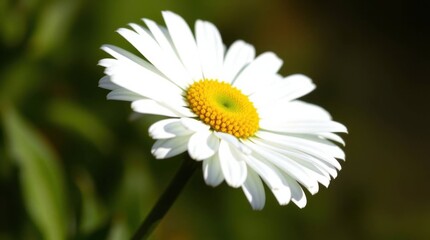 Obraz premium White daisy flower in full bloom radiates natural beauty and serenity