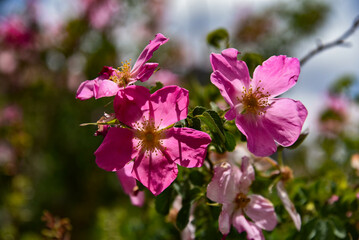 pink and white flowers
