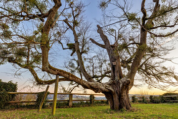 Fototapeta premium Old tree at the castle of Spangenberg