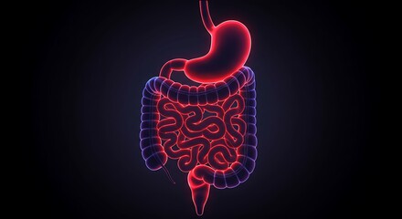 Glowing gastrointestinal tract illustration highlighting the human anatomy