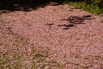 Carpet of Japanese cherry blossoms (Prunus serrulata) from the rose family. Hanover, Germany.