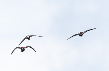 common shelduck Tadorna tadorna in a swamp in Brittany, France