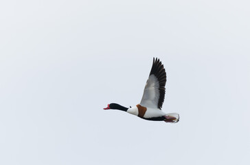 common shelduck Tadorna tadorna in a swamp in Brittany, France