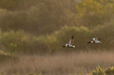 common shelduck Tadorna tadorna in a swamp in Brittany, France