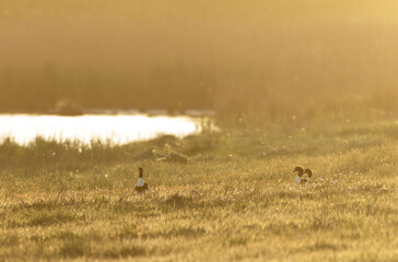 common shelduck Tadorna tadorna in a swamp in Brittany, France