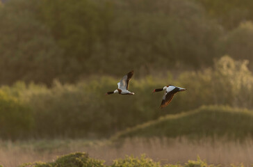 common shelduck Tadorna tadorna in a swamp in Brittany, France