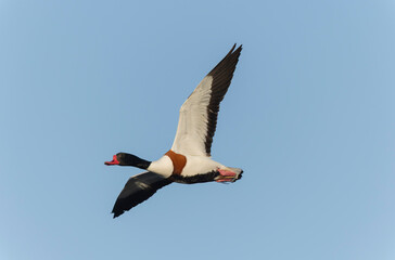 common shelduck Tadorna tadorna in a swamp in Brittany, France