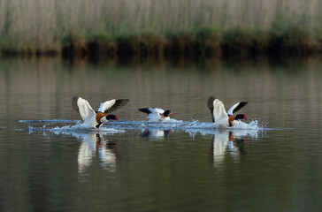 common shelduck Tadorna tadorna in a swamp in Brittany, France