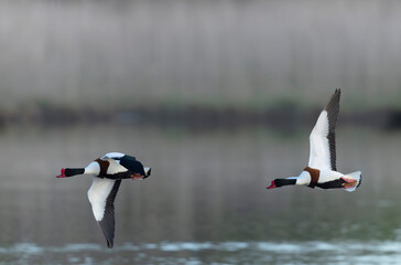 common shelduck Tadorna tadorna in a swamp in Brittany, France