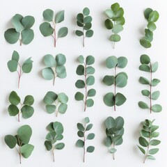 A collection of eucalyptus leaves neatly arranged.