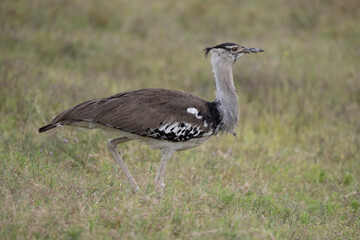 Kori Bustard Walking
