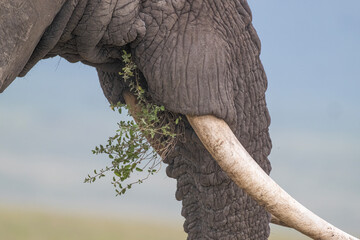 Closeup of Elephant Eating