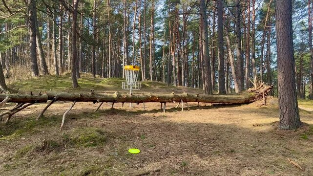 Disc golf challenge with fallen tree obstacle at 8th basket in Ventspils woodland course