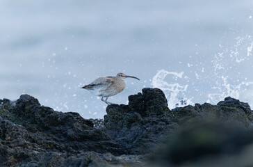 Eurasian Whimbrel Numenius phaeopus on rocky seashore in Brittany