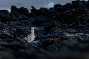 Eurasian Whimbrel Numenius phaeopus on rocky seashore in Brittany