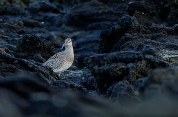 Eurasian Whimbrel Numenius phaeopus on rocky seashore in Brittany