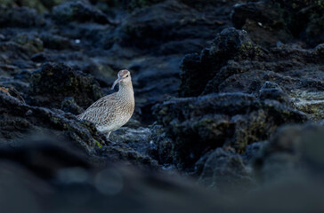 Eurasian Whimbrel Numenius phaeopus on rocky seashore in Brittany