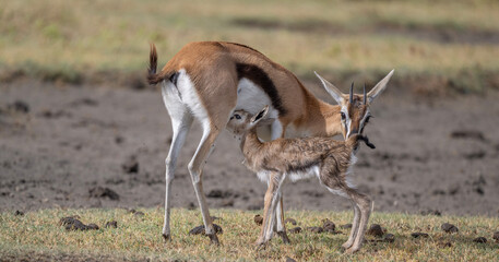 Newborn Thompson's Gazelle Nursing