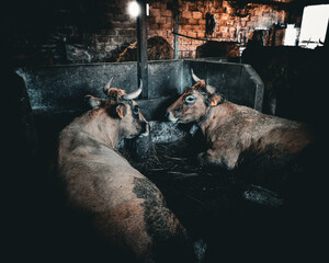 Two Cows Resting in a Dimly Lit Barn

