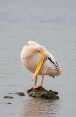 White Pelican Contortions