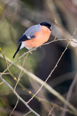 Bullfinch male on branch in winter, Sussex, UK