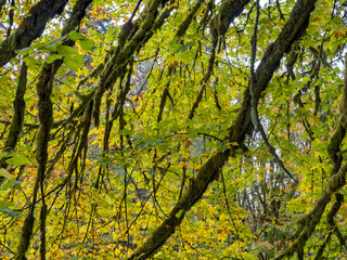 Dense foliage turning color in early autumn at Rainbow Falls State Park, Washington, USA