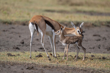 Newborn Thompson's Gazelle Nursing