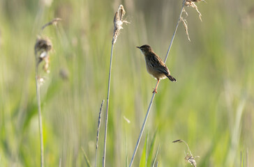 Zitting Cisticola Cisticola jucindis in close view in Brittany, France