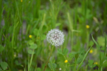 diente de león, achicoria amarga