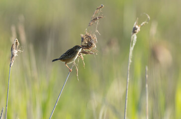 Zitting Cisticola Cisticola jucindis in close view in Brittany, France