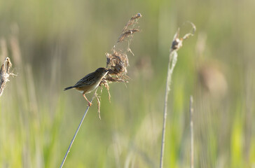 Zitting Cisticola Cisticola jucindis in close view in Brittany, France