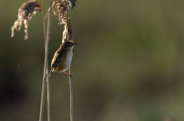 Zitting Cisticola Cisticola jucindis in close view in Brittany, France
