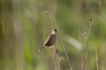 Zitting Cisticola Cisticola jucindis in close view in Brittany, France