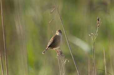 Zitting Cisticola Cisticola jucindis in close view in Brittany, France