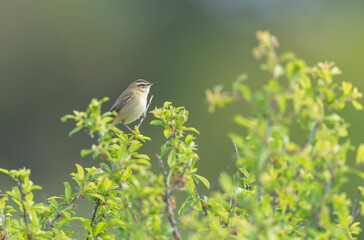 Zitting Cisticola Cisticola jucindis in close view in Brittany, France