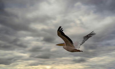 White Pelican in Flight