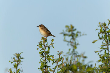 Zitting Cisticola Cisticola jucindis in close view in Brittany, France