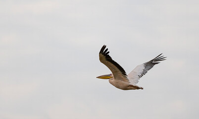 White Pelican in Flight