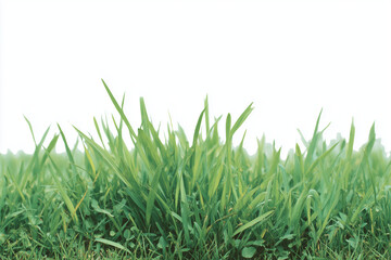 Obraz premium Lush green grass blades against a bright white background vibrant springtime nature scene with soft