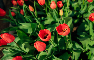 Beautiful tulips in a flower bed in the garden. The blossoming buds of spring flowers. Beauty is in nature.