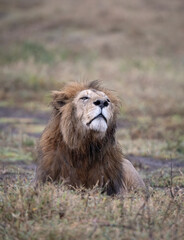 Black Maned Lion Sniffing